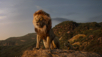 今年狮子王电影特效效果很棒（狮子王---一部看不出是特效的电影）(2)