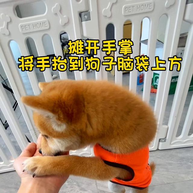 怎么训练成年柴犬握手（狗狗握手保姆级教程）(4)