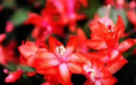 红色的花有哪些名称，红色花植物名大全