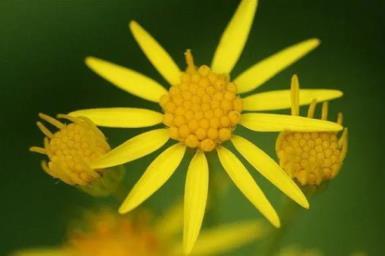 8月9日生日花：泽菊，生日花语信仰