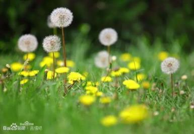 4月11日花语：蒲公英，生日花语多情