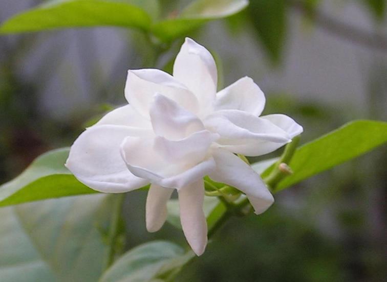 白色的花有哪些及花名，常见的白色花品种