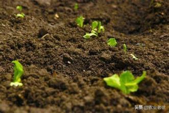 土的分类主要有哪些，鉴定土壤的简单方法