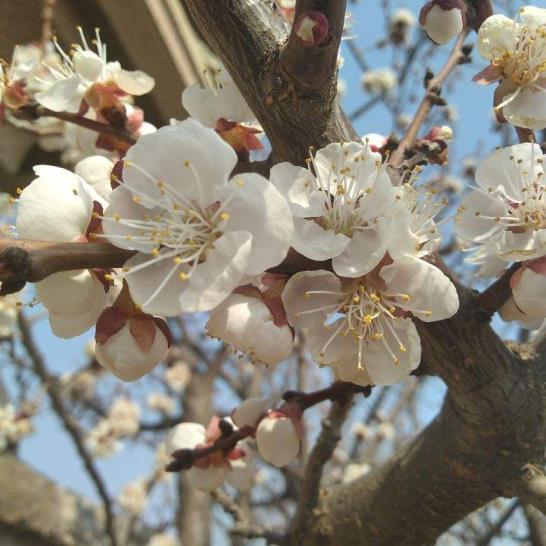 三月是什么花开花的季节，十二个月的代表花