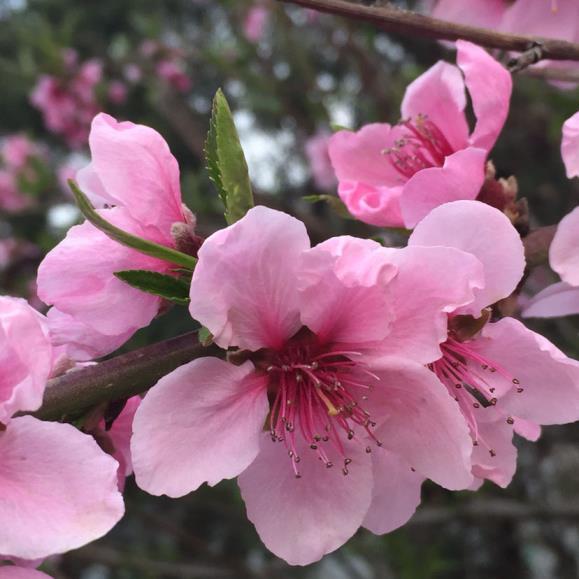 三月是什么花开花的季节，十二个月的代表花