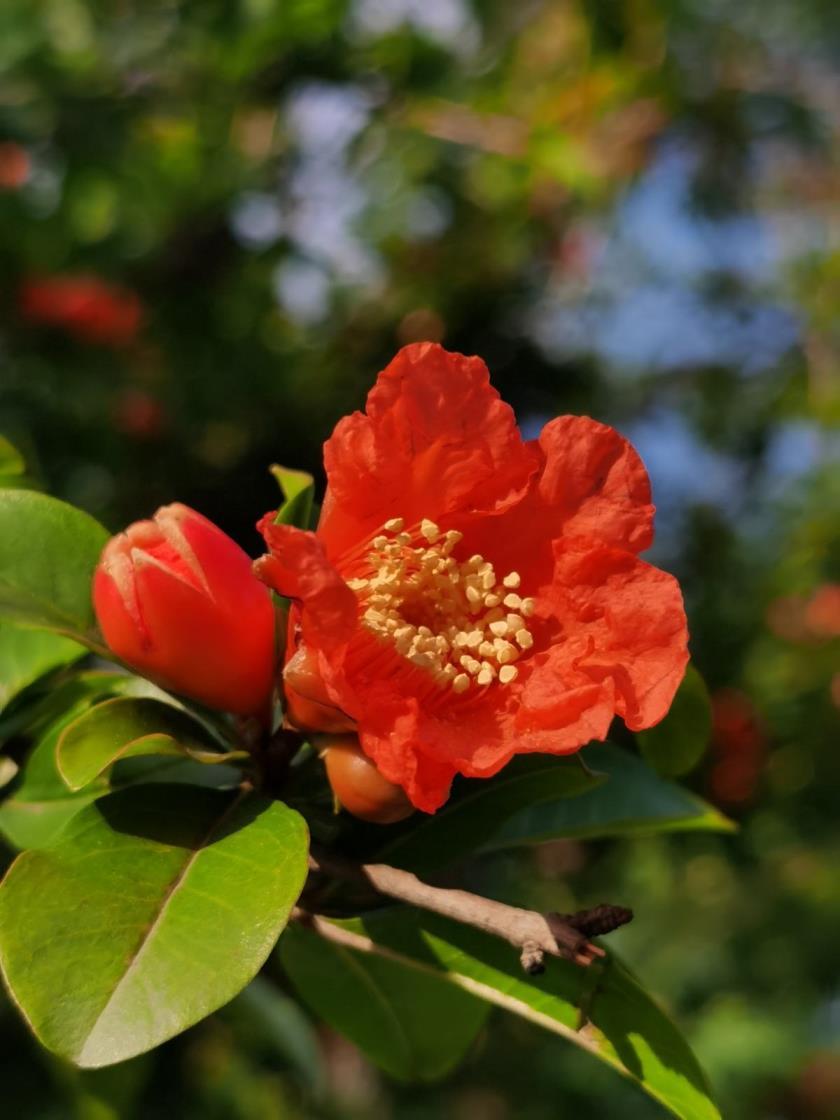 三月是什么花开花的季节，十二个月的代表花