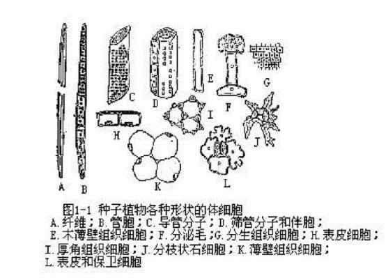 植物的器官分为哪几类，植物的六大器官及其功能