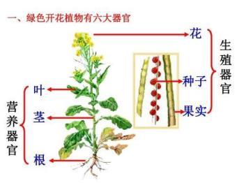 植物的器官分为哪几类，植物的六大器官及其功能