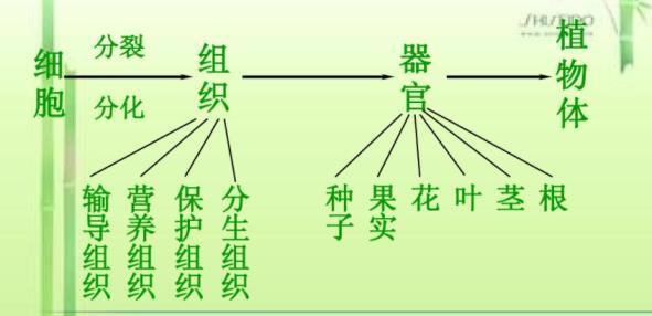 植物的器官分为哪几类，植物的六大器官及其功能