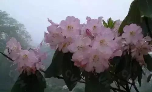 深圳市的市花是什么花，每个城市的花朵代表