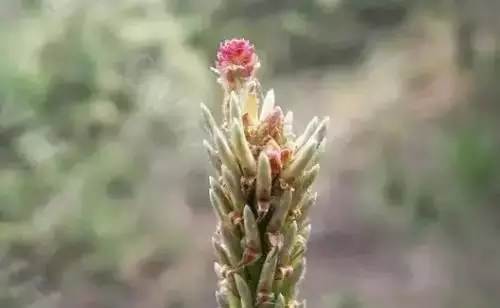 深圳市的市花是什么花，每个城市的花朵代表