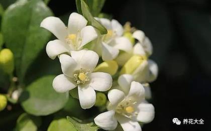 什么植物驱蚊子最有效对人体无害，分享去蚊虫的绿植