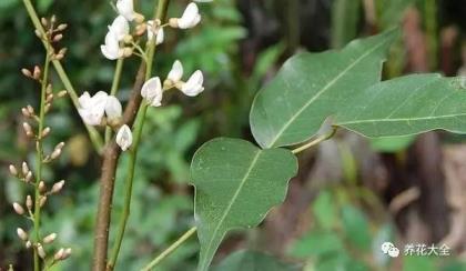 什么植物驱蚊子最有效对人体无害，分享去蚊虫的绿植