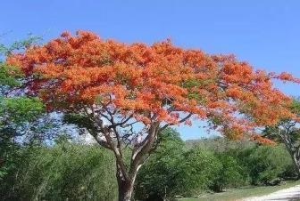 俄罗斯的国花是什么，详解俄罗斯代表性的花