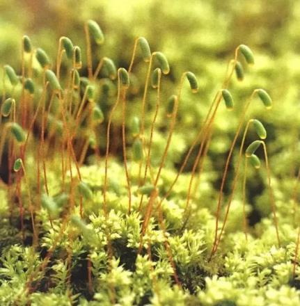 苔藓种类及名称，常见的苔藓植物