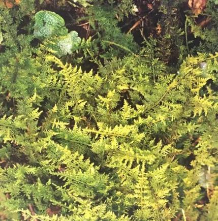 苔藓种类及名称，常见的苔藓植物