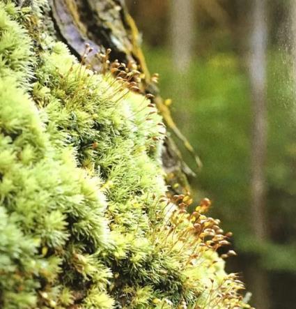 苔藓种类及名称，常见的苔藓植物