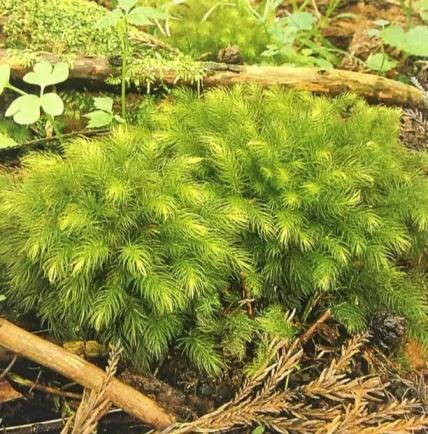 苔藓种类及名称，常见的苔藓植物