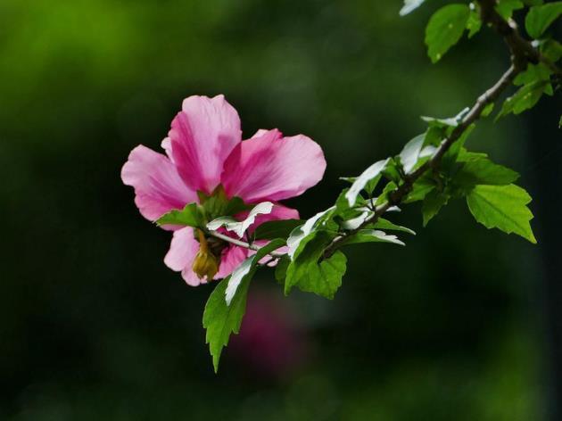 木槿花花期长吗，讲解木槿花养殖方法