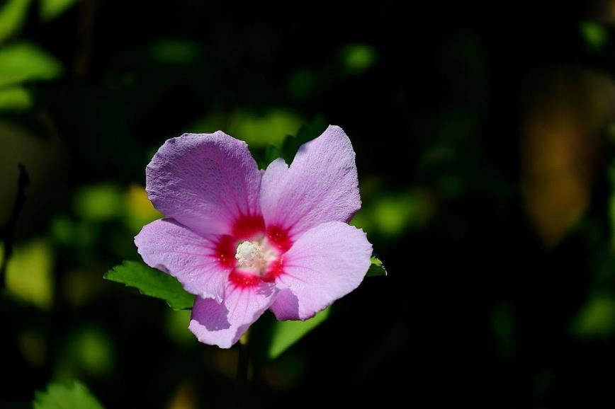 木槿花花期长吗，讲解木槿花养殖方法