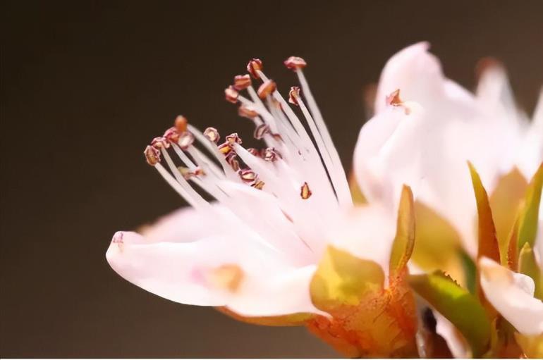 花蕊是花的哪个部位图解，一朵完全花的结构图