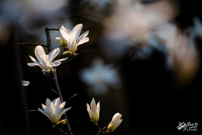 上海的市花是什么花，市花白玉兰象征的意义