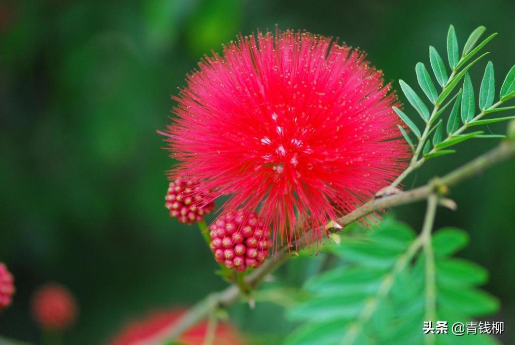 绒球花是什么季节开的，绒球花的养殖方法