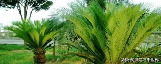 裸子植物有花和果实吗，裸子植物的植物学解释