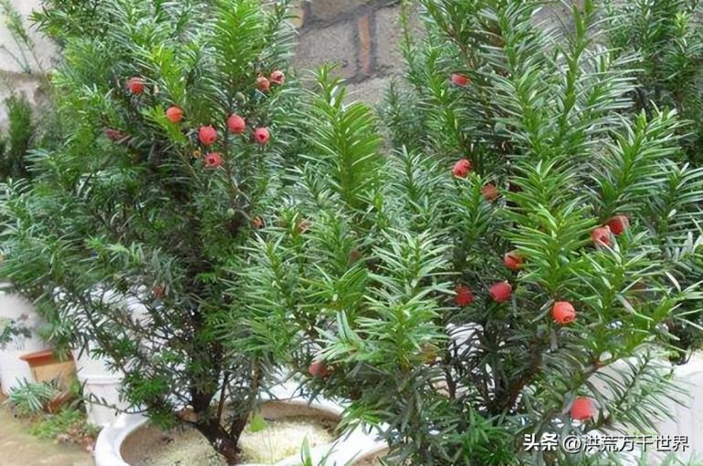 裸子植物有花和果实吗，裸子植物的植物学解释