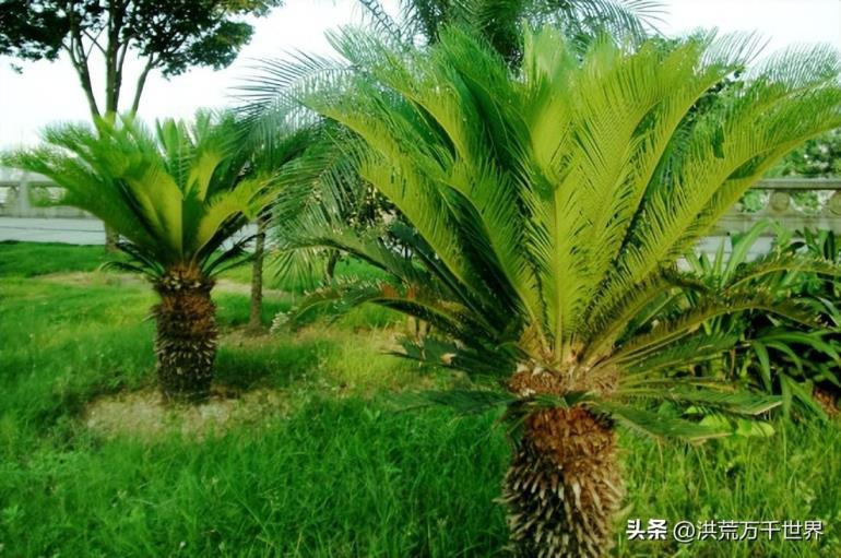 裸子植物有花和果实吗，裸子植物的植物学解释