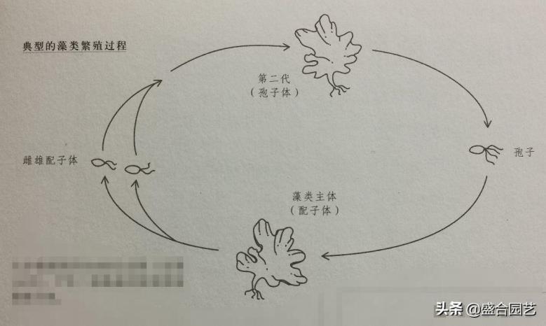 藻类植物繁殖方式有哪些，藻类植物的培育方法