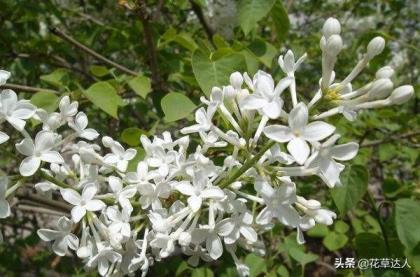 丁香花是什么颜色的，不同颜色丁香花介绍