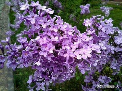 丁香花是什么颜色的，不同颜色丁香花介绍