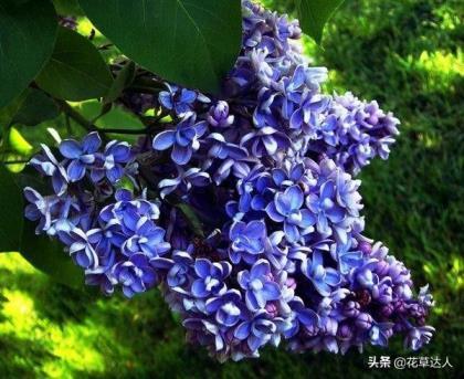 丁香花是什么颜色的，不同颜色丁香花介绍