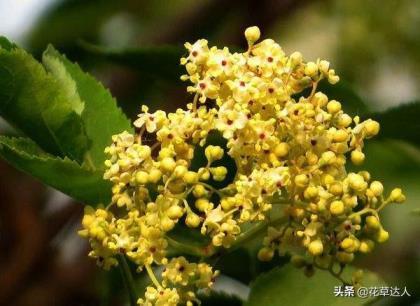 丁香花是什么颜色的，不同颜色丁香花介绍