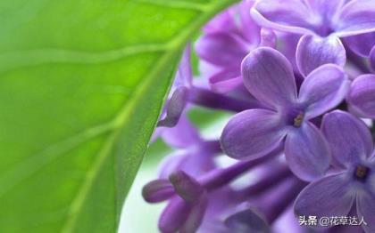 丁香花是什么颜色的，不同颜色丁香花介绍