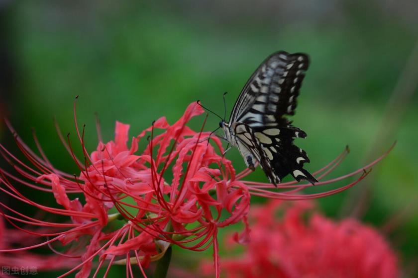 蓝风铃花怎么养，关于蓝风铃花语和寓意