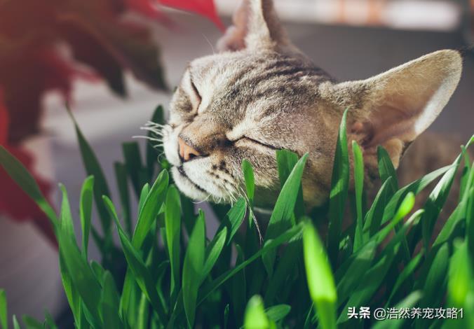 猫草是什么植物的种子，了解猫草的种植方法