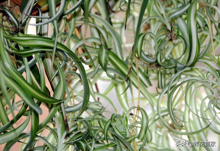 植物分为几大类科，详解植物三大分类