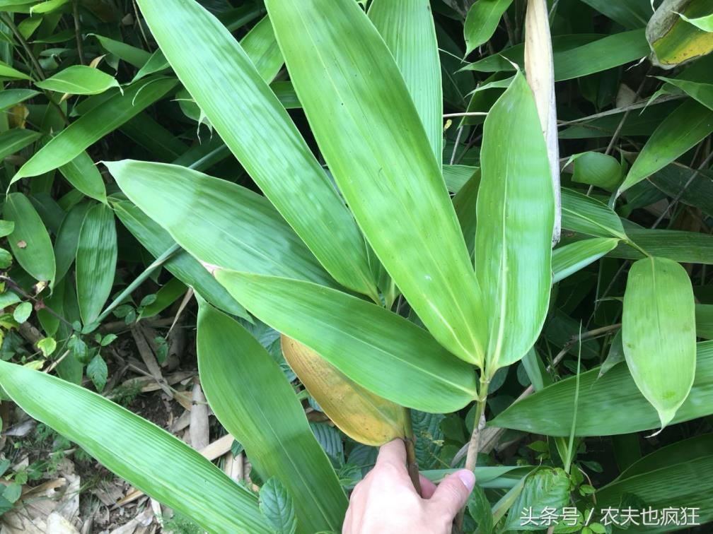 南方粽子叶是什么植物的叶子，粽子叶的种类大全