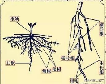 植物根系分为哪几种类型，直根系和须根系的植物