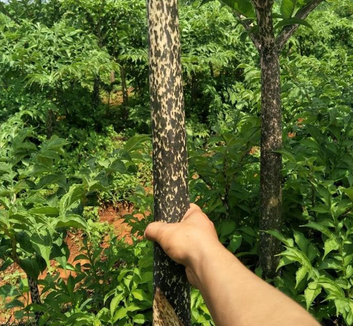 天南星科植物有哪些品种，说说其最主要的识别特征