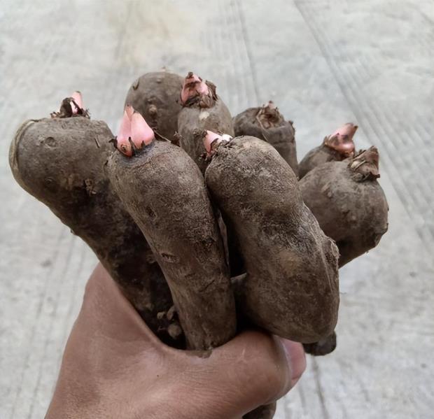 天南星科植物有哪些品种，说说其最主要的识别特征