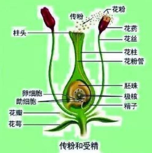 传粉和授精的过程，详解植物传粉方式