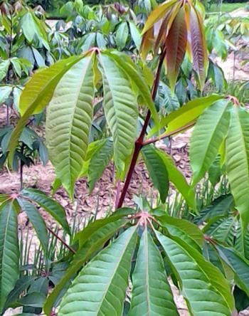 热带雨林有哪些植物类型，推荐热带雨林的五种植物