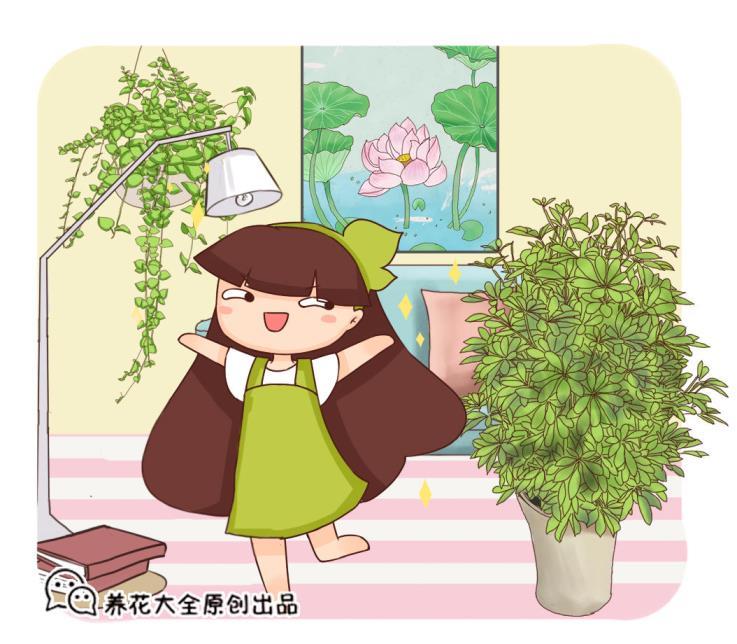 净化空气的室内植物有哪些，推荐除甲醛的绿植