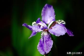 尾花鸢尾花语是什么，鸢尾花在中国寓意