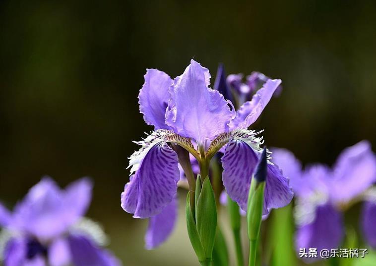 尾花鸢尾花语是什么，鸢尾花在中国寓意