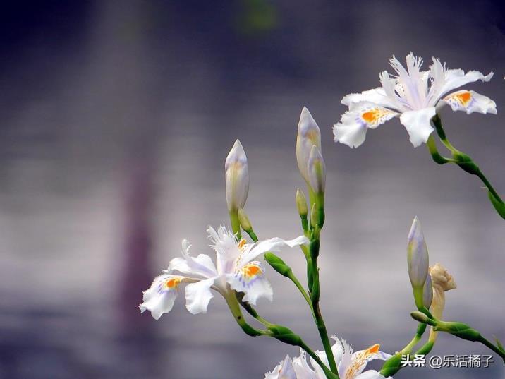 尾花鸢尾花语是什么，鸢尾花在中国寓意