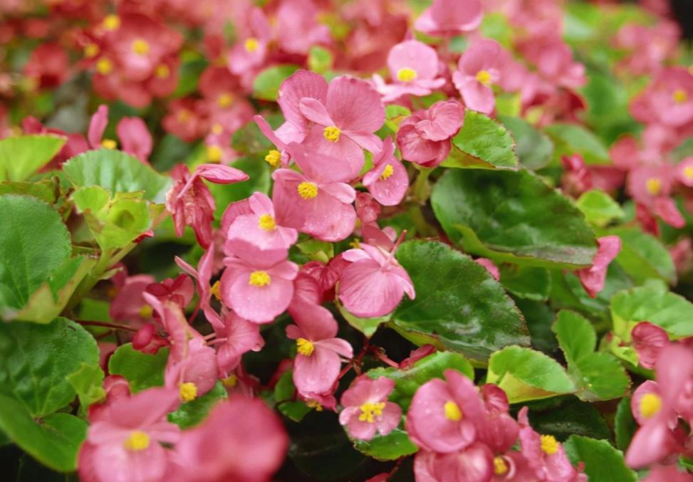 花的品种和特点，适合四季种的花草